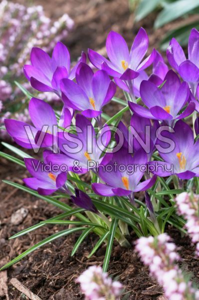 Крокус томазини Руби Гиант